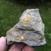 Trochocystites bohemicus